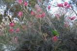 Grevillea 'Sylvia'