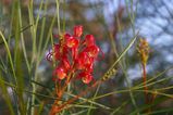 Grevillea 'Elegance'