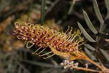 Grevillea 'Strawberry Blonde' is a hybrid of Grevillea 'Sandra Gordon' and Grevillea caleyi. It is a compact bushy shrub with deeply lobed soft foliage. Produces clusters of bottlebrush shaped maroon...