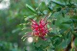 Grevillea evanescens is an erect shrub with simple undivided leaves about 20mm -35mm long and 4mm - 10 mm wide. It produces racemes red flowers in winter and spring. The fruit is oblong shaped and...