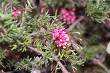 Grevillea hirtella is a spreading shrub. The leaves are about 5mm - 20 mm long and divided into three shallow lobes. The leaf lobes are 1.5mm - 8mm long and about 1mm wide. The leaf margins curve...