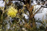 Grevillea 'Moonlight'