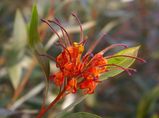 Grevillea 'Orange Marmalade' is a cultivar of Grevillea venusta and Grevillea glossadenia. It is a large shrub with glossy deep green leaves, silvery beneath. The flowers are orange spider type and...