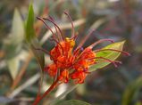 Grevillea 'Orange Marmalade'