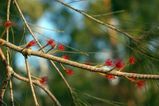 Allocasuarina decaisneana