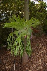 The Staghorn fern is an epiphytic (a fern that grows on the branches of tree canopies or on fallen logs). Staghorn ferns develop deeply lobed sterile leaves, and basket shaped nest leaves that catch...
