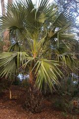 The Mataranka Fan Palm is a single trunked fan palm. The leaves are stiff with waxy underside and grow to 4 m long with petiole to 2 m. Leaves have thorns along the margins. Old leaves hang round the...