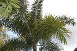 The Foxtail Palm is an attractive self-cleaning palm with tall grey ringed trunk and green crown shaft. The plant grows to ten metres tall. The fronds are long and feathery and give rise to the...