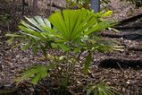 The Australian Fan Palm is an attractive rainforest palm with single trunk and large round leaves to 2m diameter. The leaves have a windmill appearance of wedge-shaped segments joined together. The...