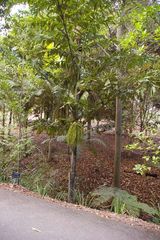 Caryota rumphiana