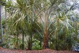 Livistona decipiens is an attractive palm with light green drooping finely divided leaves to 3m long. It has attractive 2m long sprays of cream flowers in summer.