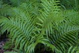 Blechnum cartilagineum is an attractive fern with crowded pale green fronds. Fronds are broad and feathery and about 20cm broad. Young fronds may be pink.
