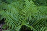 Blechnum cartilagineum