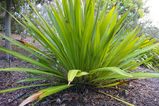 The Spear Lily is large herbaceous plant with long sword shaped leaves and large reddish brown flowerheads in spring on stems 2m to 5m tall.