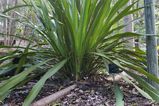 The Giant Lily or Gymea Lily is large herbaceous plant with long sword shaped leaves and large red flowerheads on tall stems in spring. The flower spikes can be 3m tall or more.