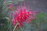 Grevillea 'Lollypops' is a cultivar. It is a bushy small shrub with attractive large clusters of bright raspberry pink flowers all year round. The leaves are grey green and finely divided giving a...