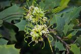 Grevillea angulata