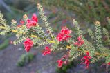 The Star-leaf Grevillea is a shrub with small star-shaped leaves about 5mm - 10 mm long and 8mm - 18 mm wide. The leaves are divided into 3-9 prickly lobes in a palm shape. Clusters of bright red...
