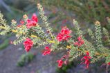 Grevillea astericosa