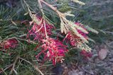 Grevillea 'Billy Bonkers'