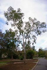 Corymbia tessellaris