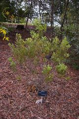 Hakea plurinervia is an upright shrub with dense clusters of fragrant cream (or sometimes pink) flowers in winter and spring. The leaves are prominently veined and about 20cm long by 3.5cm wide....