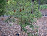 Banksia oblongifolia