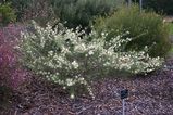 Grevillea triloba is spreading shrub. Leaves are 30mm -75mm long overall and may be dissected or undissected. Often has leaves divided into three lobes (hence the name). Leaf lobes are 10mm - 40mm...