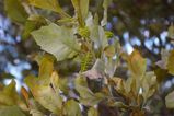 Grevillea agrifolia