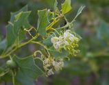 Grevillea prasina is a spreading or straggly shrub with simple ovate leaves about 30mm - 85mm long and 20mm - 30mm wide. Produces racemes of white, cream or yellow flowers between March and October....