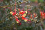 Grevillea tripartita is an erect, prickly shrub. Leaves are 10mm -50mm long and divided into three lobes. Leaf lobes are 5mm - 20mm long and 2mm - 5mm wide. Margins are revolute or recurved,...