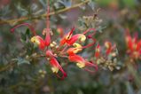 Grevillea tripartita