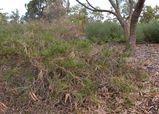 Grevillea nudiflora is a spreading or prostrate shrub. It produces red, pink, orange-red or purple red flowers in winter and spring, The leaves are linear and 40mm - 105mm long and 1mm - 4mm wide....