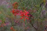 Diels' Grevillea is an upright to spreading prickly shrub. The leafs are three part and deeply divided to the midvein. The leaf lobes are about 8mm - 20 mm long and 1 mm wide. The leaf margins curve...