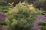 Grevillea dryandri is a spreading to erect shrub. It produces lomg racemes of white, red or pink flowers between January and May. The leaves are dissected and 90mm - 180mm long with lobes 30mm -...