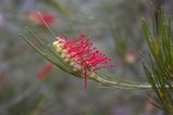 Grevillea coccinea is a spreading shrub with cream or green or red flowers from July to October. The leaves are simple, undivided and about 40mm - 90 mm long. The reddish brown fruit is oval and...