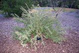 Grevillea mollis