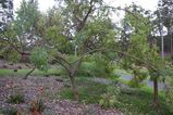 Grevillea decurrens is an untidy looking shrub or tree. It produces racemes of irregular pink or cream flowers from November to March. The leaves are 150mm - 400mm long. The leaf blade is dissected...