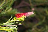 Grevillea fastigiata is an upright dense shrub. The leaves are three part, deeply divided, and about 15mm - 45 mm long. The leaf lobes are 5mm -20mm long, and 1mm wide. The leaf margins curve...