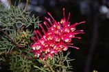 Grevillea georgeana is a fairly erect prickly shrub. The leaves are deeply divided and 3cm - 7cm long. The leaf segments are very narrow. Grevillea georgeana has very attractive red flowers with...