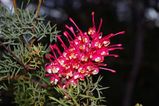 Grevillea georgeana