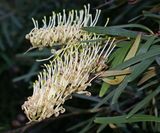 Grevillea exul is sometimes grown in Australia but it is actually a native of New Caledonia. It is tree with narrow lancelolate or elliptic leaves with blunt leaf tip. The flowers are white or pink....