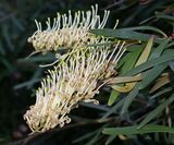 Grevillea exul