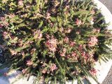 Grevillea lanigera 'Mt Tamboritha Form' is a dense prostrate spreading shrub. It produces clusters of reddish pink and cream flowers from March to December. The soft leaves are grey green and hairy....