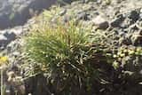 Nodding Club Rush is an erect, rhizomatous, grass-like sedge that is both annual and perennial. It grows to 30 cm tall.<br>The flowering stem is thread-like and reaches 2-20 cm high.<br>The flowers...