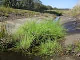 Swamp Club-rush is a slender, tufted to shortly rhizomatous perennial sedge, from 5-50 cm high with 1.5 mm diameter stems. Leaves are reduced or sometimes to 15 mm long.<br><br>Spikelets are in...