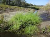 Isolepis inundata