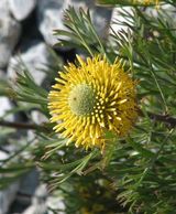 Broad-leaved Drumsticks is a small to medium shrub producing conspicuous clusters of globular yellow flower heads in spring and summer. The globular or barrel-shaped seed pods give rise to their...