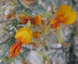 Grey Stinkwood is greyish in appearance with leafless stems like broom. It is variable in form from prostrate groundcover to a weeping shrub or upright shrub. It produces yellow or orange flowers in...