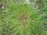 Toad Rush is an annual that grows in tufts and to a height of 20-30 cm.<br>The leaf blades are flat and around 5 mm wide. The stems are usually pale. It has solitary flowers along branches, in...